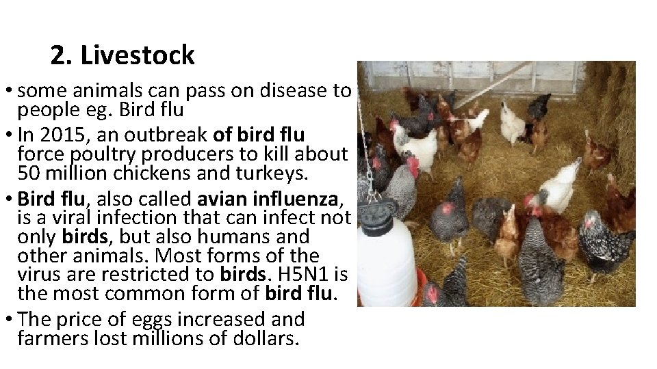 2. Livestock • some animals can pass on disease to people eg. Bird flu