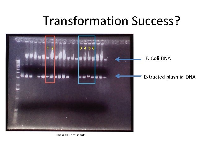 Transformation Success? E. Coli DNA Extracted plasmid DNA This is all Koch’s fault 