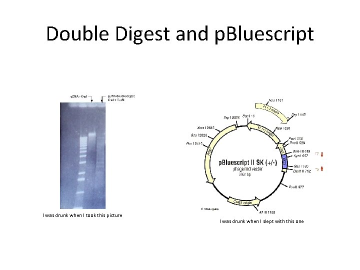 Double Digest and p. Bluescript I was drunk when I took this picture I