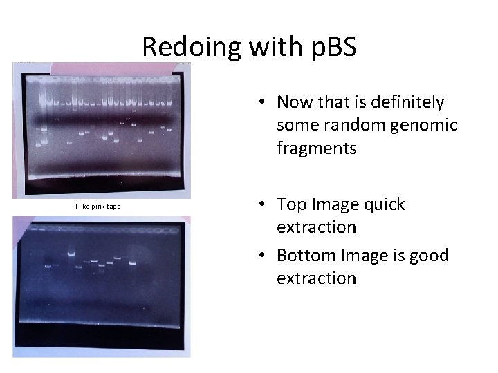 Redoing with p. BS • Now that is definitely some random genomic fragments I