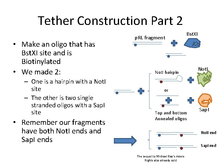Tether Construction Part 2 • Make an oligo that has Bst. XI site and