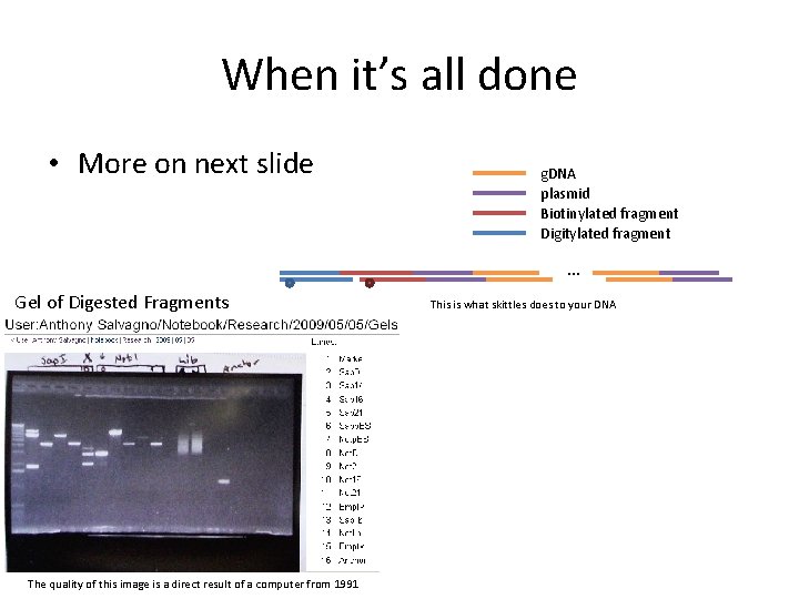 When it’s all done • More on next slide g. DNA plasmid Biotinylated fragment