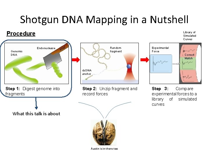 Shotgun DNA Mapping in a Nutshell Procedure Library of Simulated Curves Random fragment Endonuclease