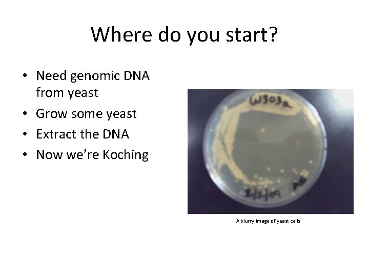 Where do you start? • Need genomic DNA from yeast • Grow some yeast