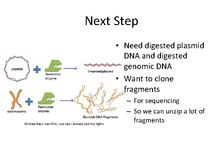 Next Step • Need digested plasmid DNA and digested genomic DNA • Want to