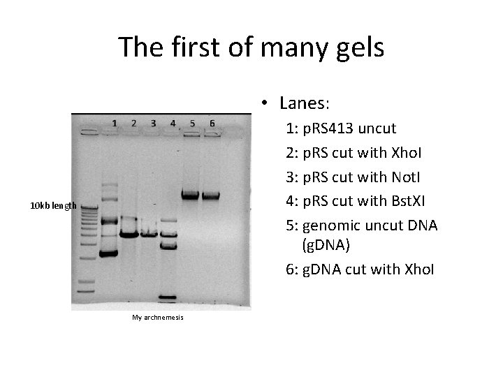 The first of many gels • Lanes: 1: p. RS 413 uncut 2: p.