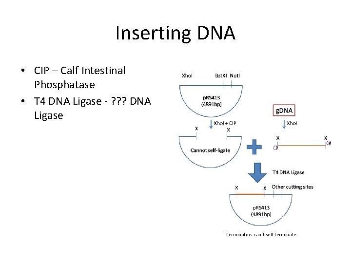 Inserting DNA • CIP – Calf Intestinal Phosphatase • T 4 DNA Ligase -