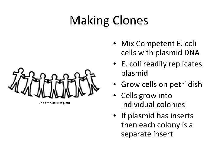 Making Clones One of them likes pizza • Mix Competent E. coli cells with