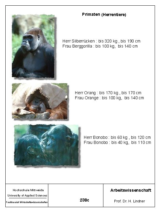 Primaten (Herrentiere) Herr Silberrücken : bis 320 kg , bis 190 cm Frau Berggorilla