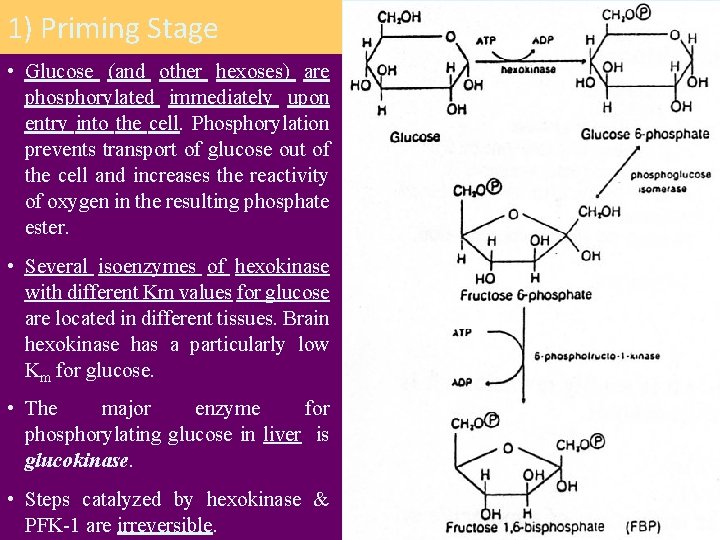 1) Priming Stage • Glucose (and other hexoses) are phosphorylated immediately upon entry into