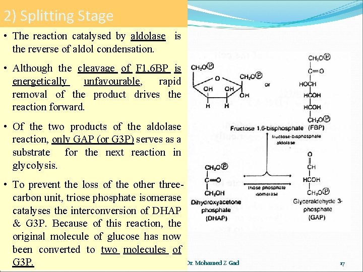 2) Splitting Stage • The reaction catalysed by aldolase is the reverse of aldol