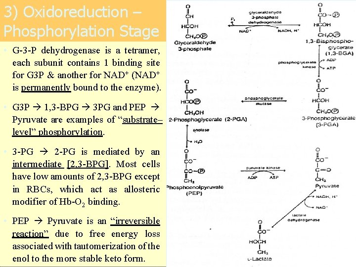 3) Oxidoreduction – Phosphorylation Stage • G-3 -P dehydrogenase is a tetramer, each subunit