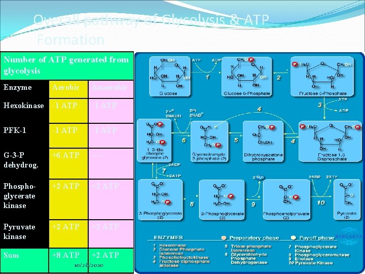 Overall pathway of Glycolysis & ATP Formation Number of ATP generated from glycolysis Enzyme