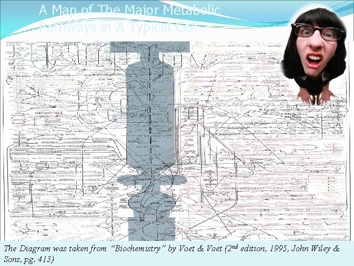 A Map of The Major Metabolic Pathways in A Typical Cell The Diagram was