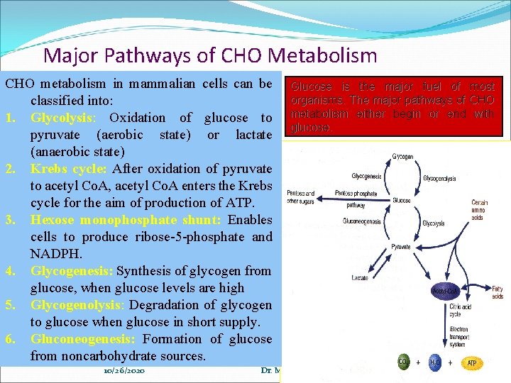 Major Pathways of CHO Metabolism CHO metabolism in mammalian cells can be classified into:
