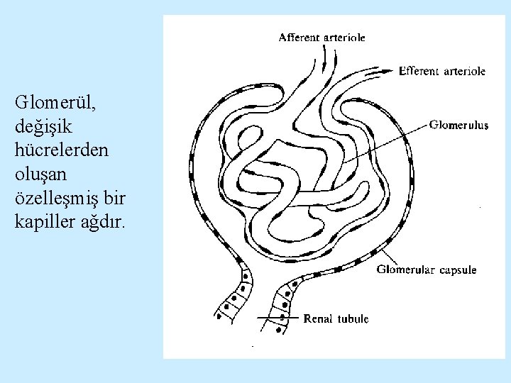 Glomerül, değişik hücrelerden oluşan özelleşmiş bir kapiller ağdır. 