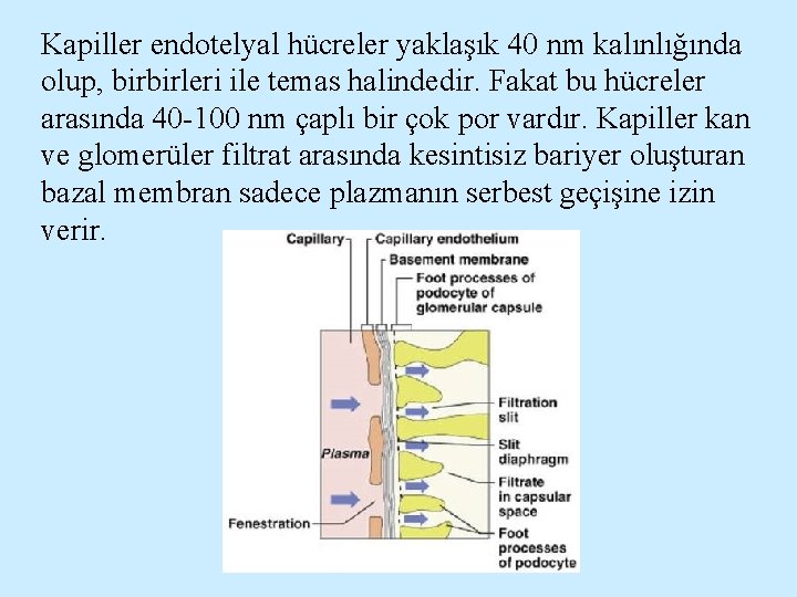 Kapiller endotelyal hücreler yaklaşık 40 nm kalınlığında olup, birbirleri ile temas halindedir. Fakat bu