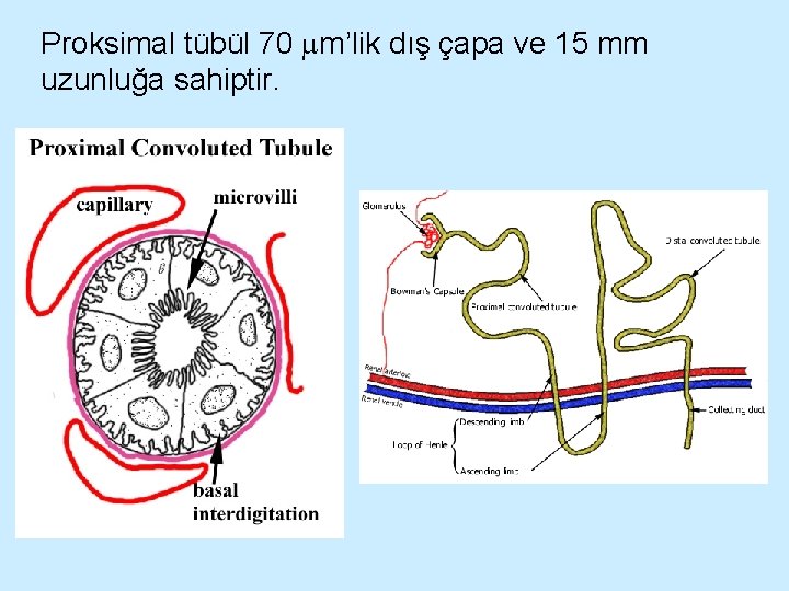 Proksimal tübül 70 m’lik dış çapa ve 15 mm uzunluğa sahiptir. 