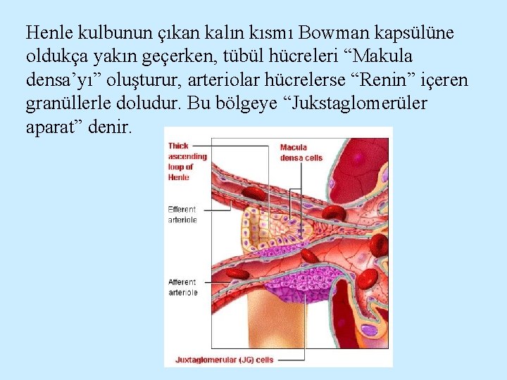 Henle kulbunun çıkan kalın kısmı Bowman kapsülüne oldukça yakın geçerken, tübül hücreleri “Makula densa’yı”