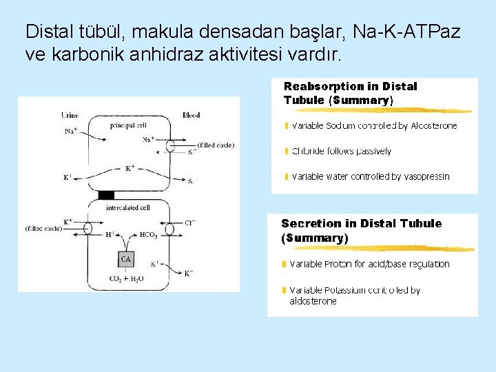 Distal tübül, makula densadan başlar, Na-K-ATPaz ve karbonik anhidraz aktivitesi vardır. 