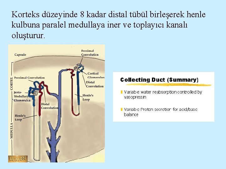 Korteks düzeyinde 8 kadar distal tübül birleşerek henle kulbuna paralel medullaya iner ve toplayıcı