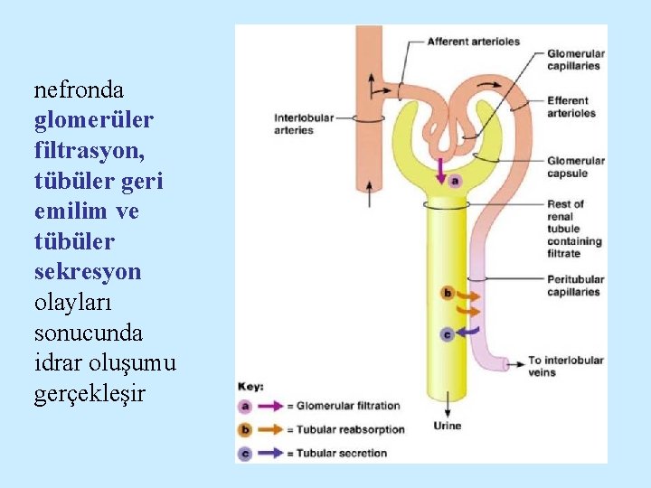 nefronda glomerüler filtrasyon, tübüler geri emilim ve tübüler sekresyon olayları sonucunda idrar oluşumu gerçekleşir