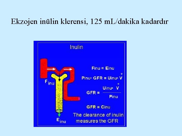 Ekzojen inülin klerensi, 125 m. L/dakika kadardır 