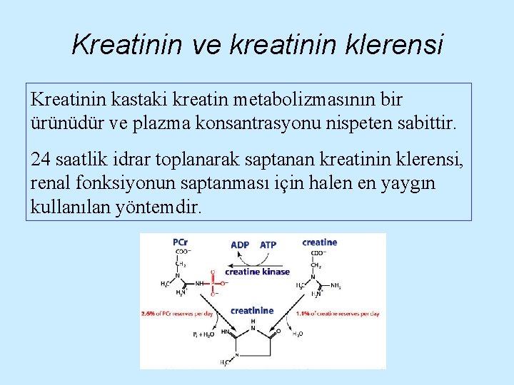 Kreatinin ve kreatinin klerensi Kreatinin kastaki kreatin metabolizmasının bir ürünüdür ve plazma konsantrasyonu nispeten