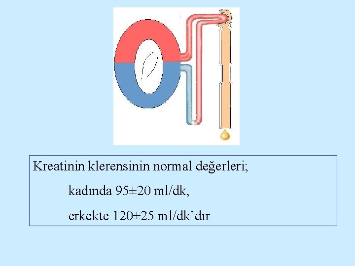 Kreatinin klerensinin normal değerleri; kadında 95± 20 ml/dk, erkekte 120± 25 ml/dk’dır 