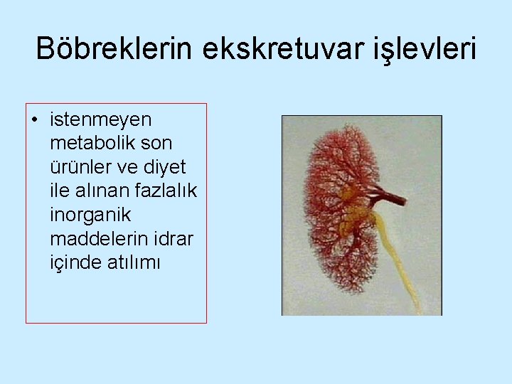 Böbreklerin ekskretuvar işlevleri • istenmeyen metabolik son ürünler ve diyet ile alınan fazlalık inorganik