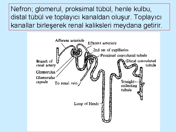 Nefron; glomerul, proksimal tübül, henle kulbu, distal tübül ve toplayıcı kanaldan oluşur. Toplayıcı kanallar