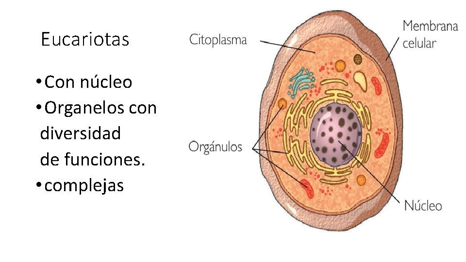 Eucariotas • Con núcleo • Organelos con diversidad de funciones. • complejas 