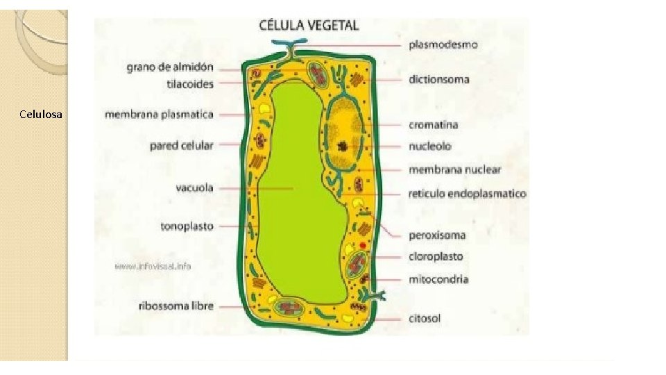 Celulosa 