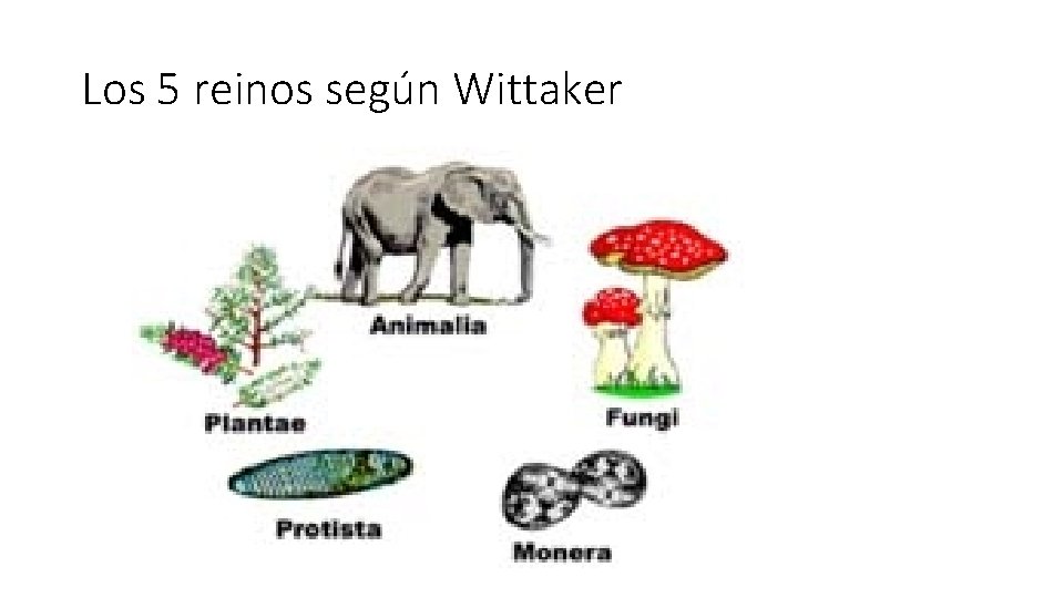 Los 5 reinos según Wittaker 