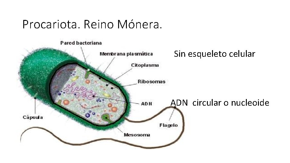 Procariota. Reino Mónera. Sin esqueleto celular ADN circular o nucleoide 
