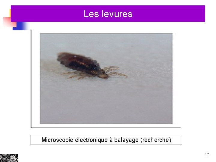 Les levures Microscopie électronique à balayage (recherche) 10 