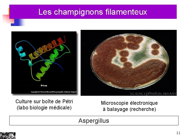 Les champignons filamenteux n Culture sur boîte de Pétri (labo biologie médicale) Microscopie électronique