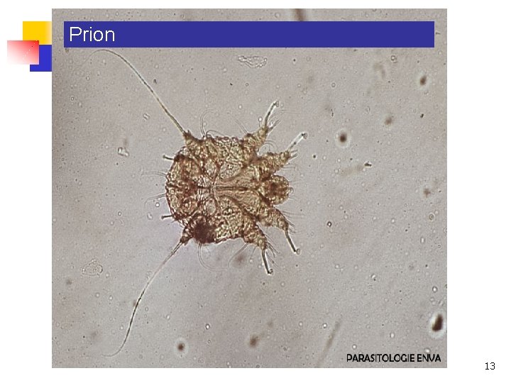 Prion 13 