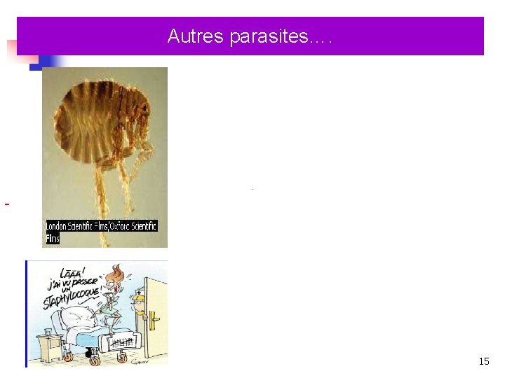 Autres parasites…. 15 