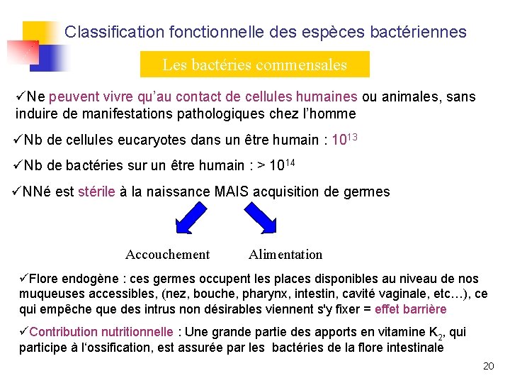 Classification fonctionnelle des espèces bactériennes Les bactéries commensales üNe peuvent vivre qu’au contact de