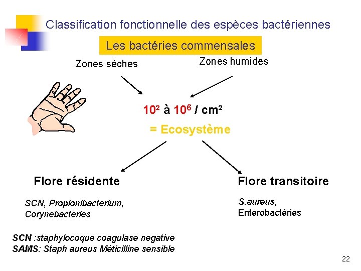 Classification fonctionnelle des espèces bactériennes Les bactéries commensales Zones humides Zones sèches 10² à