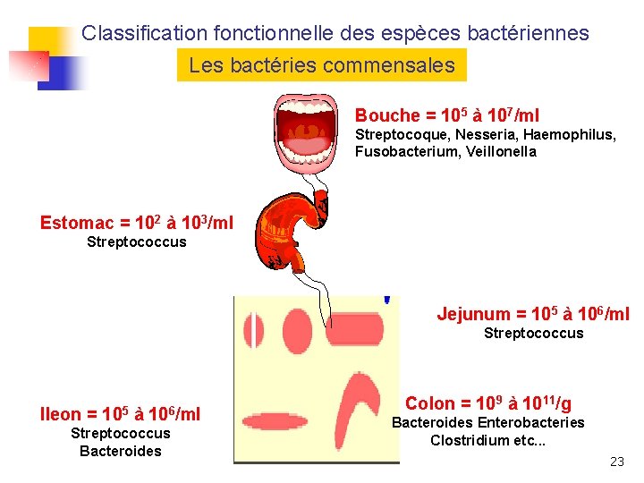Classification fonctionnelle des espèces bactériennes Les bactéries commensales Bouche = 105 à 107/ml Streptocoque,