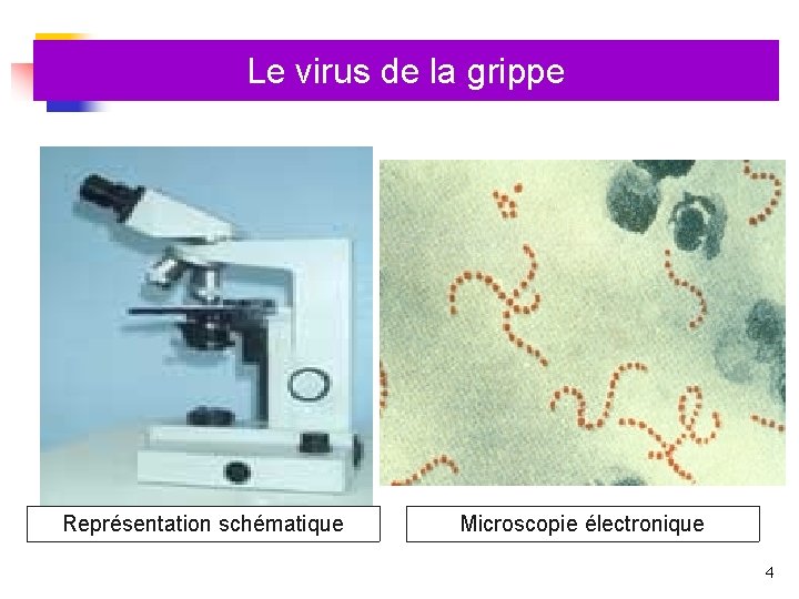 Le virus de la grippe n Représentation schématique Microscopie électronique 4 