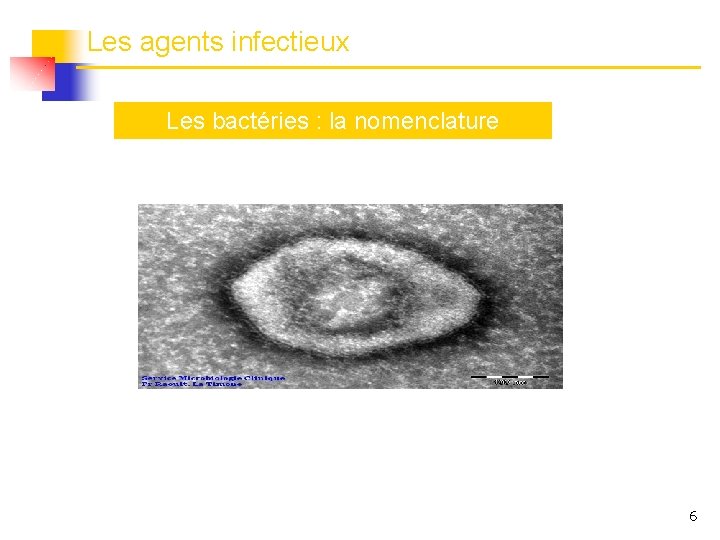 Les agents infectieux Les bactéries : la nomenclature 6 