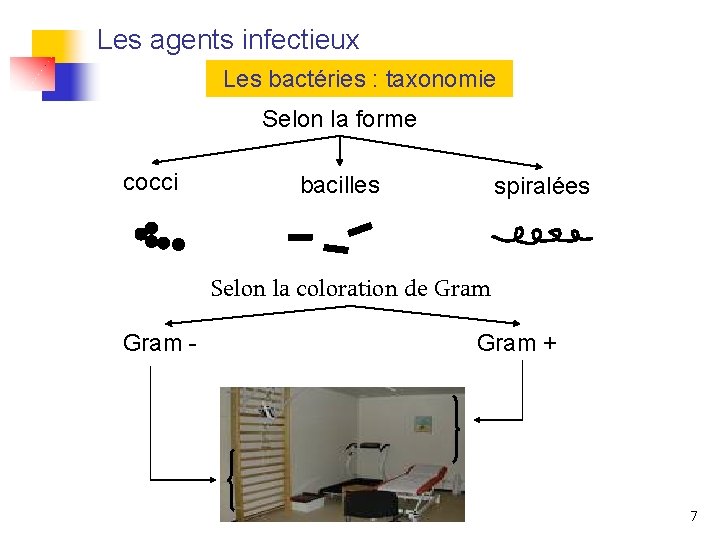 Les agents infectieux Les bactéries : taxonomie Selon la forme cocci bacilles spiralées Selon