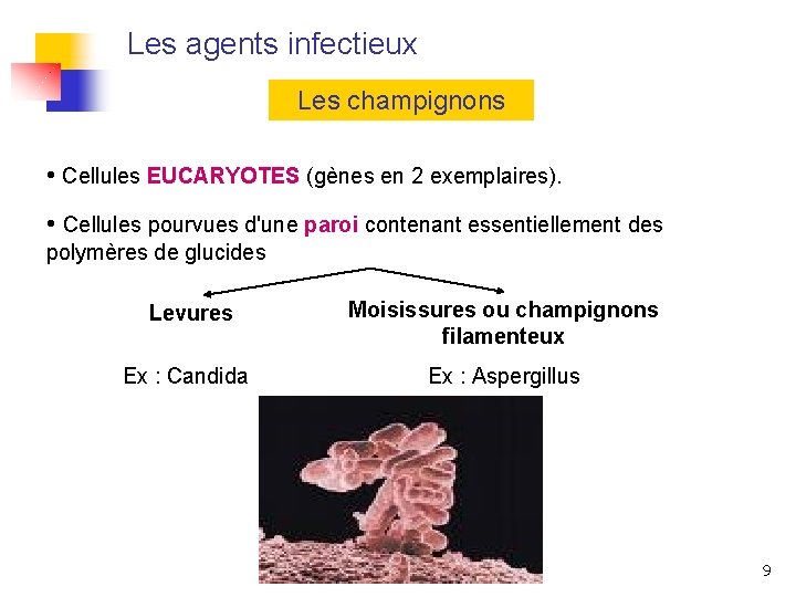 Les agents infectieux Les champignons • Cellules EUCARYOTES (gènes en 2 exemplaires). • Cellules
