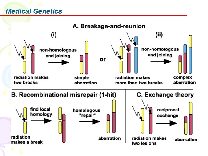 Medical Genetics 