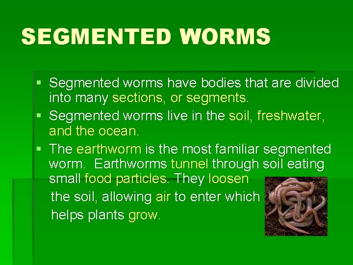 SEGMENTED WORMS § Segmented worms have bodies that are divided into many sections, or