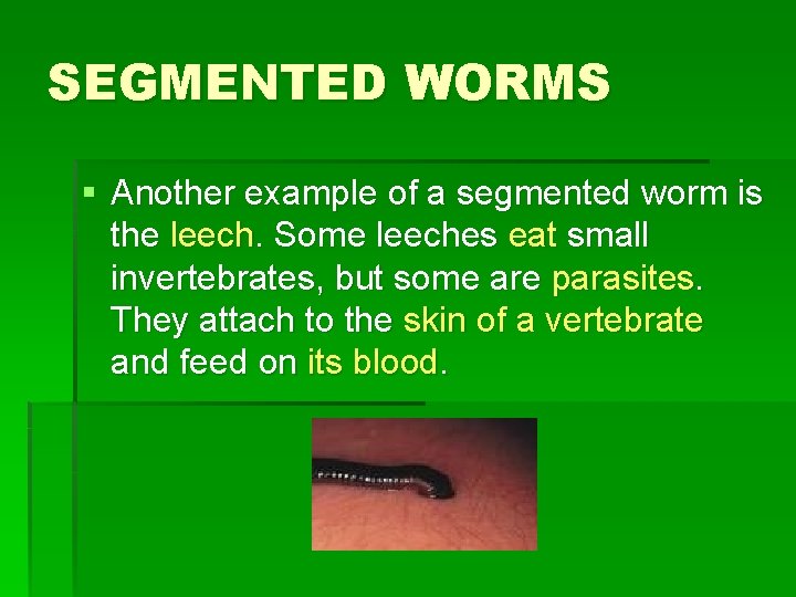 SEGMENTED WORMS § Another example of a segmented worm is the leech. Some leeches