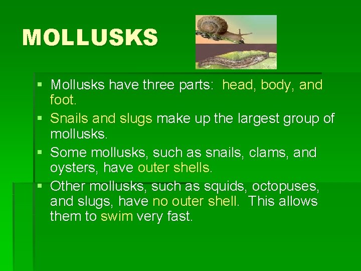MOLLUSKS § Mollusks have three parts: head, body, and foot. § Snails and slugs